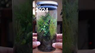 The Forest in a glass jar after 4.5 years