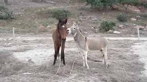 Benji Has a Lover