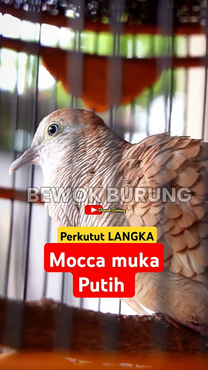 perkutut mocca muka putih gacor suara besar
