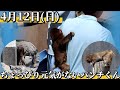 【4月12日(日)】今日のパンチくんをお届けします2026.4.12 市川市動植物園 Punch the monkey