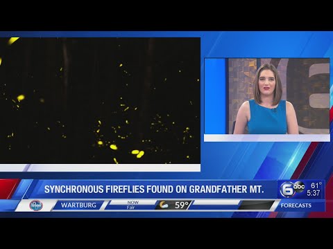 Synchronous fireflies discovered on Grandfather Mountain; park staff planning future viewing events