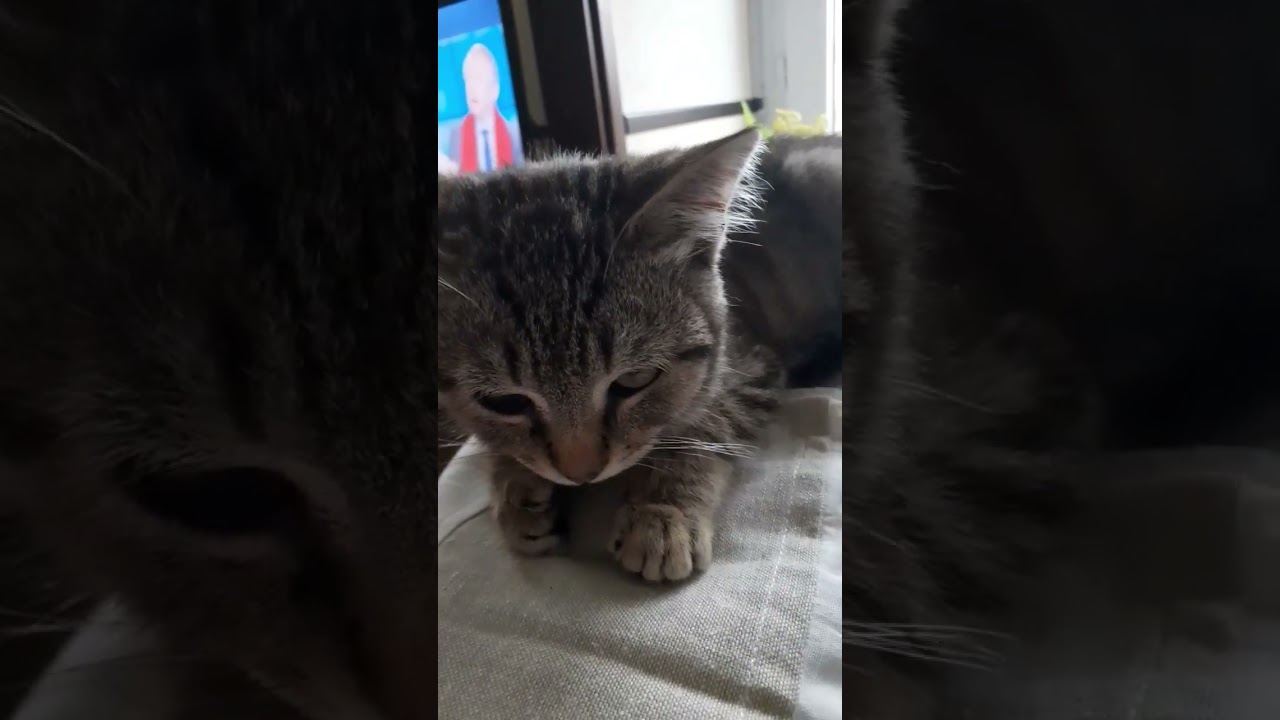 Voici Tigrette l'ami de Noisette 😻