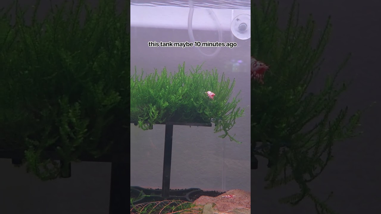 Do you use powdered food in your shrimp tanks?