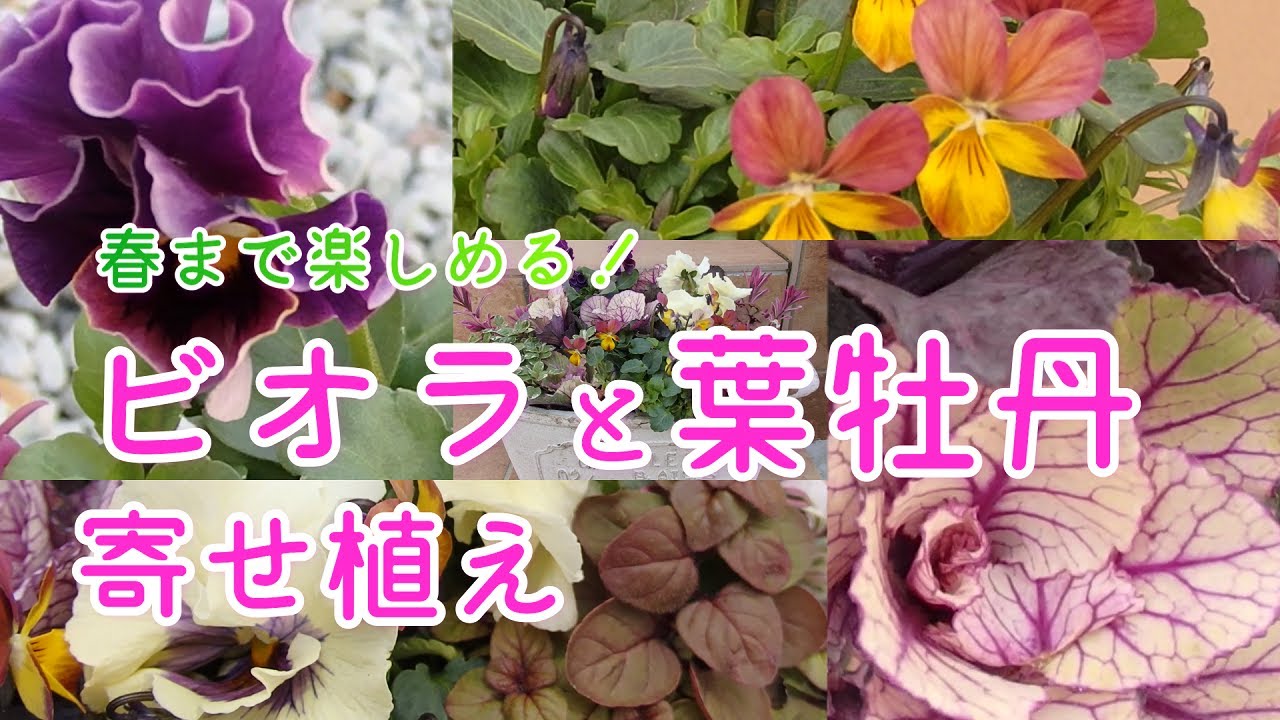 寄せ植え】ビオラと葉牡丹で冬の寄せ植え【ガーデニング】 - YouTube