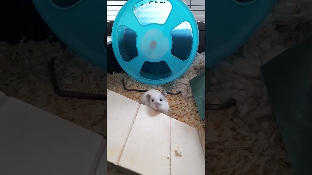 Życie padzi w klatce 😊