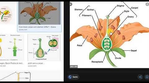 CLASS 6 SCIENCE [ CH - 8 PLANTS ;FORMS AND FUNCTIONS]