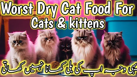 Video 6640961: persiancat persians, persian dry cat, persian cat food, persiancat catfood, meow, kitten