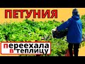 ПЕТУНИЯ большой переезд в теплицу. А на утро минус 7 и снег