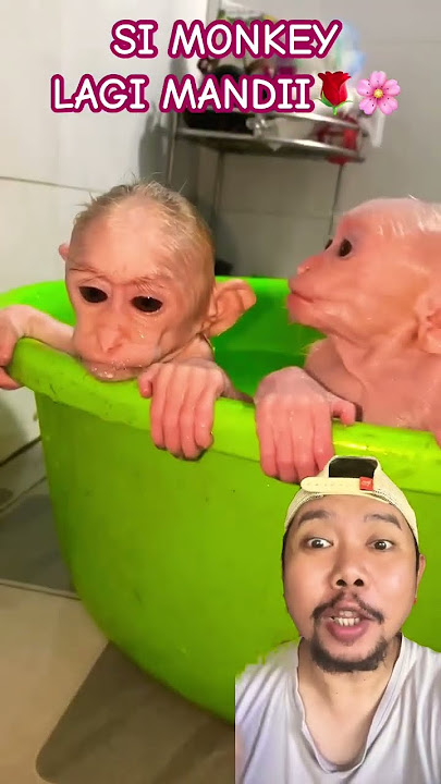 MONKEY MANDI YA BIAR BERSIH!!!?? #cute #funny #monkey #family #shortsviral