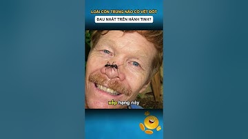 LOÀI CÔN TRÙNG NÀO CÓ VẾT ĐỐT ĐAU NHẤT TRÊN HÀNH TINH?