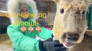 Скучаем по Илюше 🙈