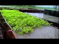 Heavy Tropical Rain Sounds for Deep Sleep, Relaxation &amp; Stress Relief 🌧️ Nature Ambience