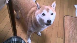 しゃべる柴犬