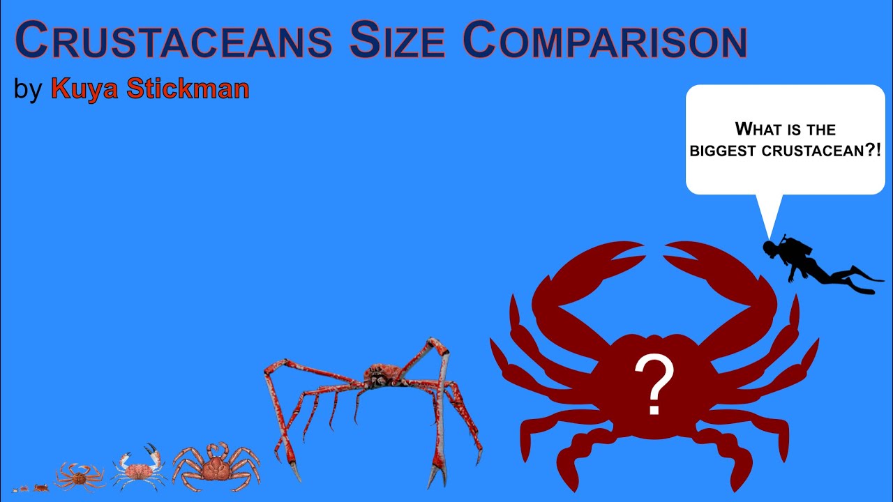 crustaceans-size-comparison-last-day-of-february-and-starting-on-march