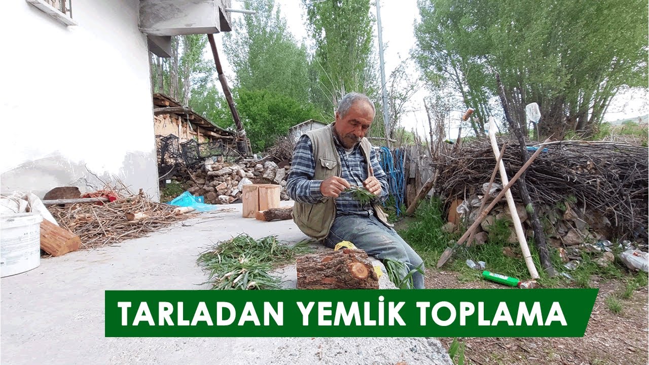 KÖYDE NOHUT TARLASINDA YEMLİK TOPLAMA #köy  #sivas #divriği  #başören #doğalyaşam #doğa #köyhayatı