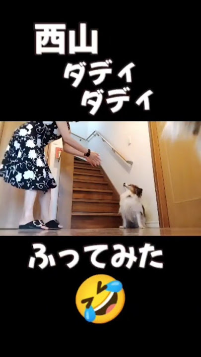 I tried to pretend to be Nishiyama Daddy Daddy🤣#funny#funny#funnyvideo#funnydog#funny#funny#funny...