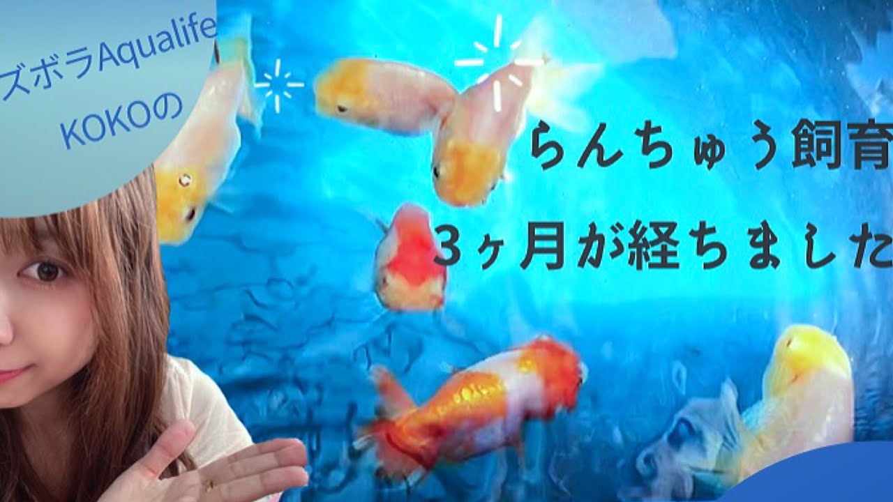 金魚 わたしのらんちゅうの飼い方 Youtube
