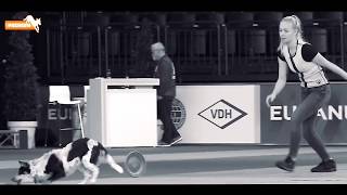 working-dog presents: Dog Frisbee @World Dog Show 2017