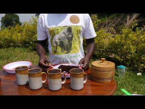 VolunTourismTips: Gorilla Coffee: Where does a Gorilla gets his coffee??