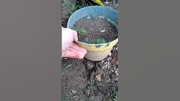 Easy Gopher Trap  #shorts