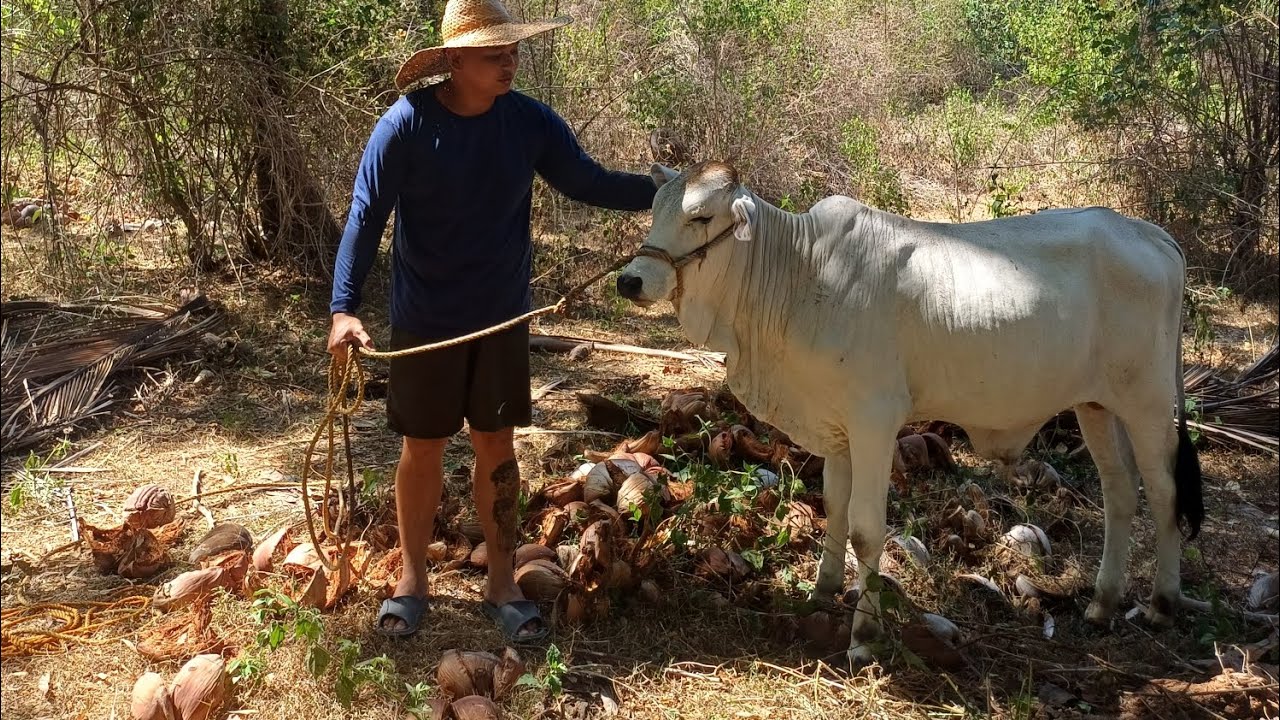 Magkano ang Puhunan sa pag aalaga ng Baka?