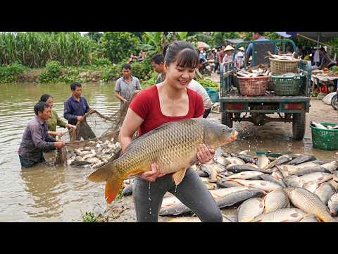 Harvesting Huge Nets of Carp from the Pond | Tricycle Loaded with Fish Heading to the Rural Market