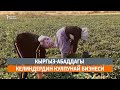 Кыргыз-Абаддагы келиндердин кулпунай бизнеси
