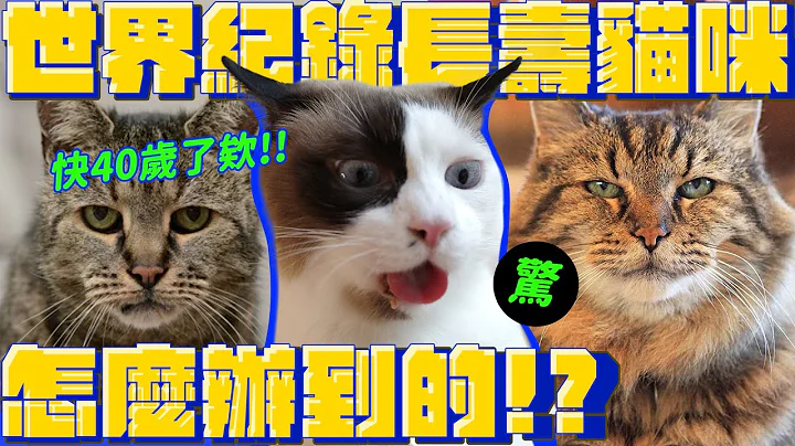 猫咪长寿的秘诀是什么？高龄老猫的奇妙共通点｜宇宙猫咪🐾 - 天天要闻