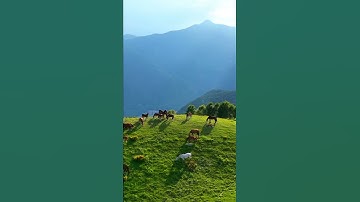 'وَالْخَيْلَ وَالْبِغَالَ وَالْحَمِيرَ لِتَرْكَبُوهَا وَزِينَةً ۚ  ] القارئ ماجد العويري