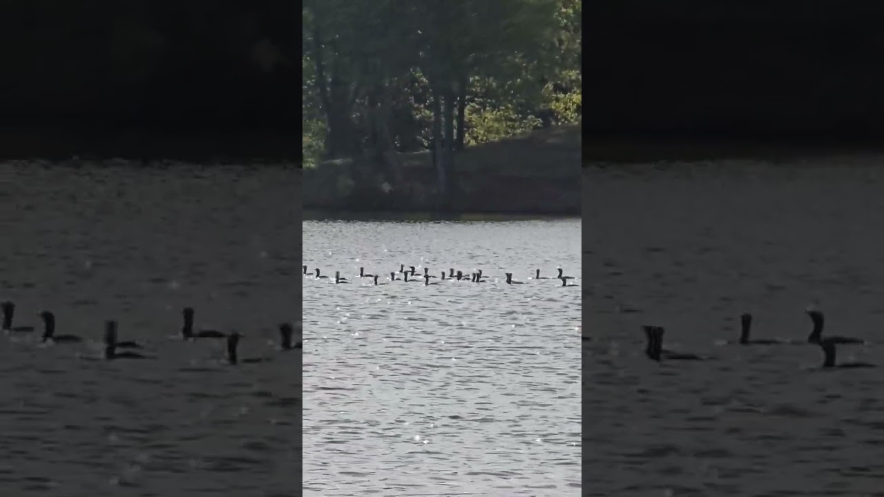 raft of ducks🦆🦆🦆  gathered in large group😍 where do you think they must be going 🤔 ? 