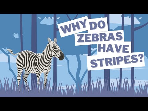 וִידֵאוֹ: Where Zebra Lives: Striped Facts