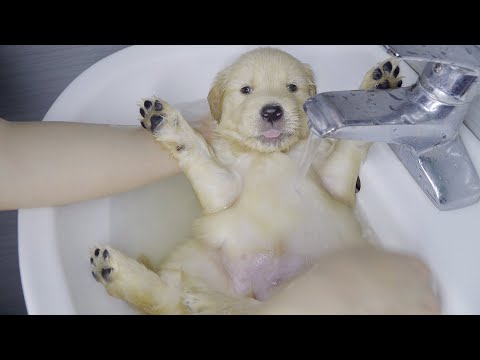 生まれて初めてのお風呂が気持ち良すぎて眠りに落ちたゴールデンレトリバー子犬！可愛すぎた！！！