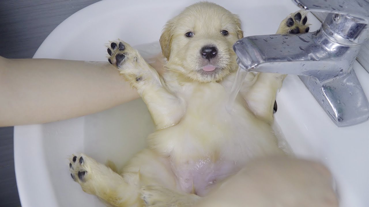 This golden retriever puppy fell asleep after his first bath, so