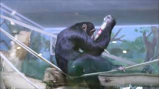 Шимпанзе. Филя пьёт из бутылки, а Люся общается с посетителями 12.04.2024