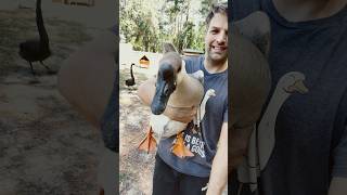 غورلي   هي إوزة أفريقية وتريد أن تعيش مع أبناء جنسها  لقد مكثت مع دوزر لفترة كافية سمعها