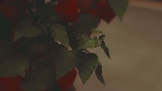 1494249 hd 1920 1080 24fps