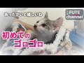 ガリガリの子猫は温かくするとゴロゴロと喉を鳴らしてくれました。あったかいと嬉しいね。+オーレ3【保護子猫】