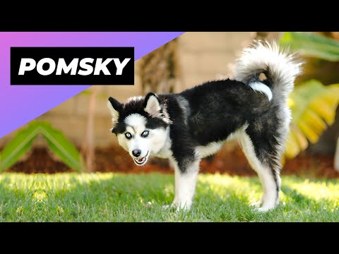 Video: Cesky Terrier Dog Breed Facts & Informacije