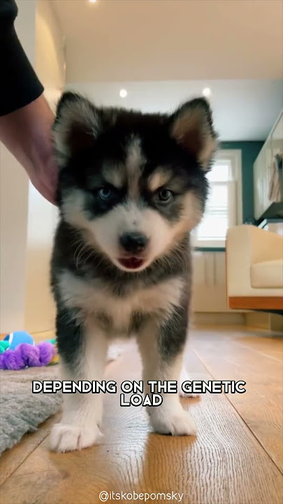 Pomsky  🐶 One Of The Most Beautiful Crossbreed Dogs #shorts