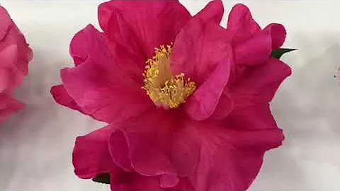 Susan Grooms educates us on Camellias