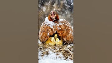 ,#tutorialyoutube 🕊️🐦🕊️🦃