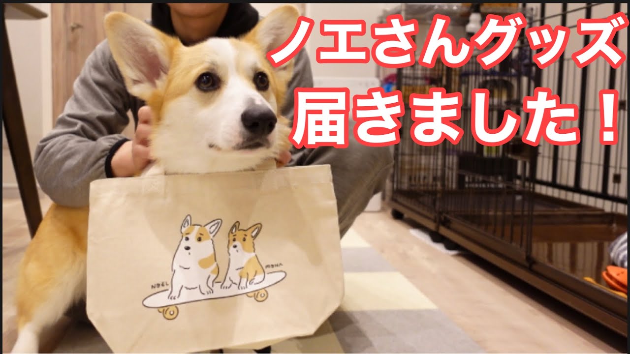 コーギー犬ノエさんグッズが届いたので開けてみたら こんなに可愛いバッグが入ってました 動物 犬 猫 他色々 まとめ動画