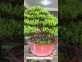 15years old fuse fiucs microcarpa🌳 #tutorial #bonsaiworkshop #basic #sustianable #fromcuttings 🇵🇭