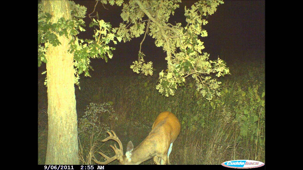Deer trail camera video 1 2011 YouTube