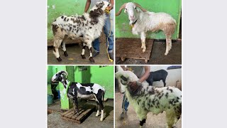 TOP QUALITY MARCHALLA || KARNATAK || RAMPURI SHEEP FOR SALE @al_varsah_goat_farm