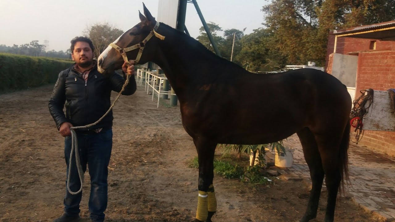 Horse Farm in Pakistan price update full video Hindi+urdu Hsn