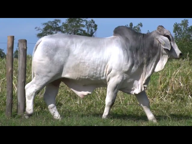 LOTE 36   1 MACHO BRAHMAN PO