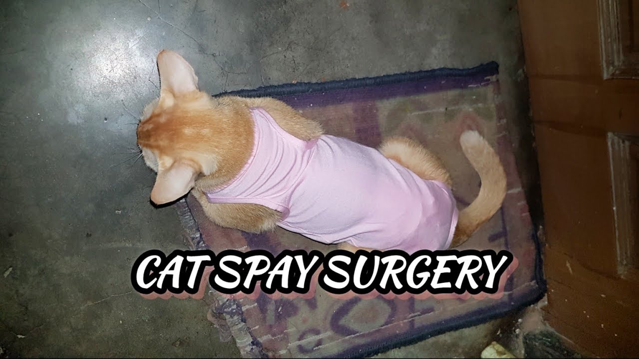 বিড়াল কে Spaying করিয়ে দিলাম😯সারা রাত জেগে থাকতে হলো আমার🙂