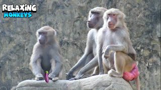 Monkeys Chilling And Enjoying The Moment