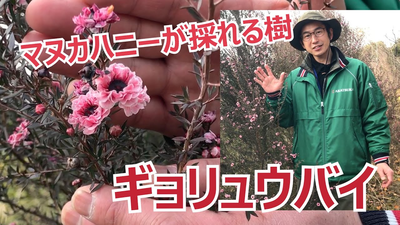 vol.53 ギョリュウバイのご紹介 - YouTube